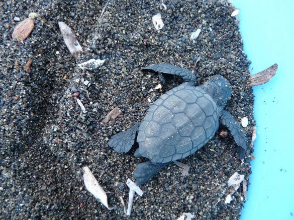 Schiusa del nido di tartaruga Caretta Caretta a Linosa - 1 ottobre 2018